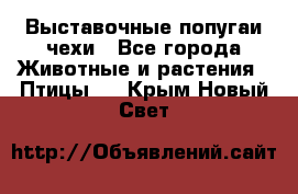 Выставочные попугаи чехи - Все города Животные и растения » Птицы   . Крым,Новый Свет